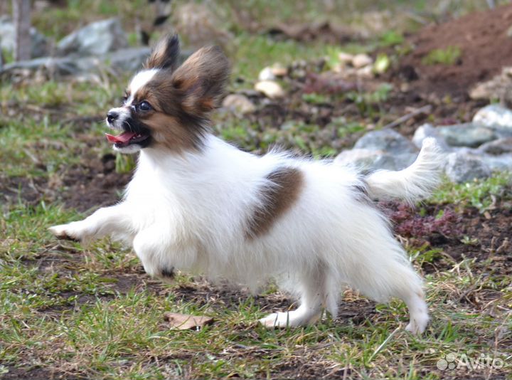 Папийон девочка