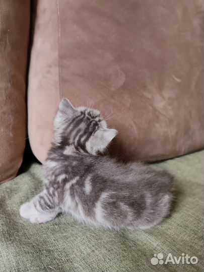 Котята британские шотландские