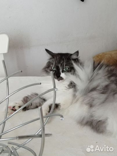 Филя ищет дом