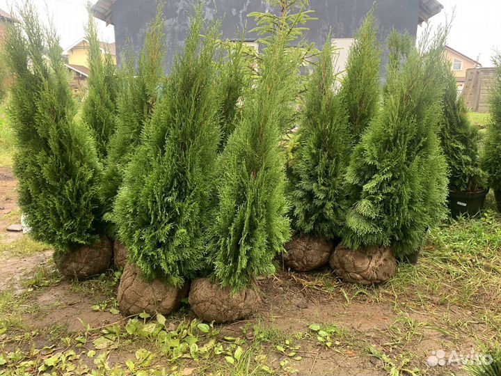 Туя смарагд