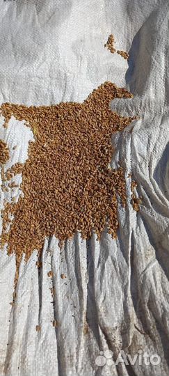 Пшеница в мешках