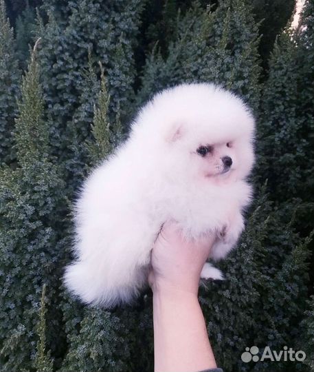 Мини Бейбичка девочка Померанский шпиц