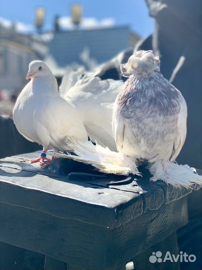 Выпуск белых голубей на свадьбах и торжествах