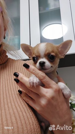 Чихуахуа мини