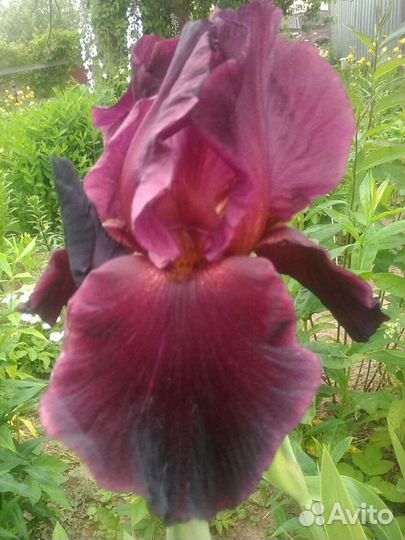 Ирисы бородатые