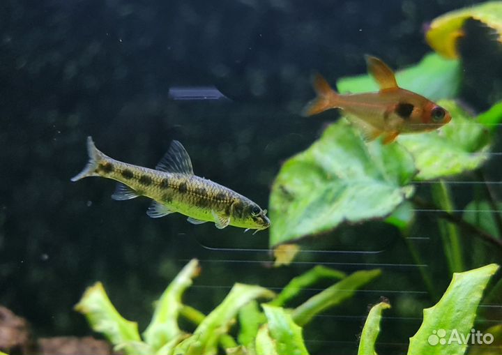 Рыба пескарь