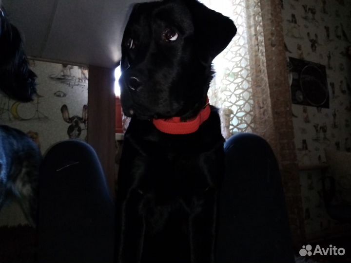 Вязка лабрадор девочка