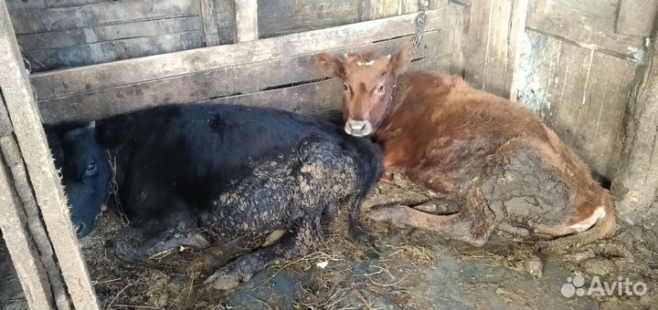 Бычок и телочка