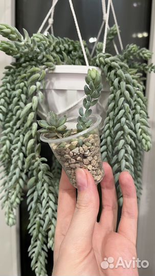 Седум и пахиверия