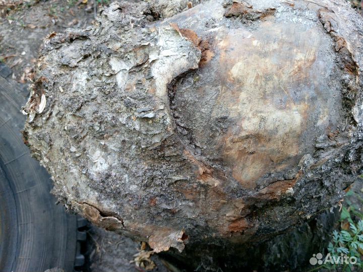 Кап Сувель Березовый