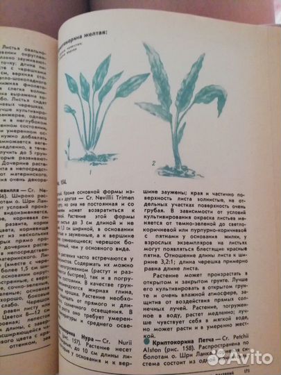 Аквариумные растения Жданов