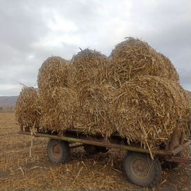 Солома кукурузная