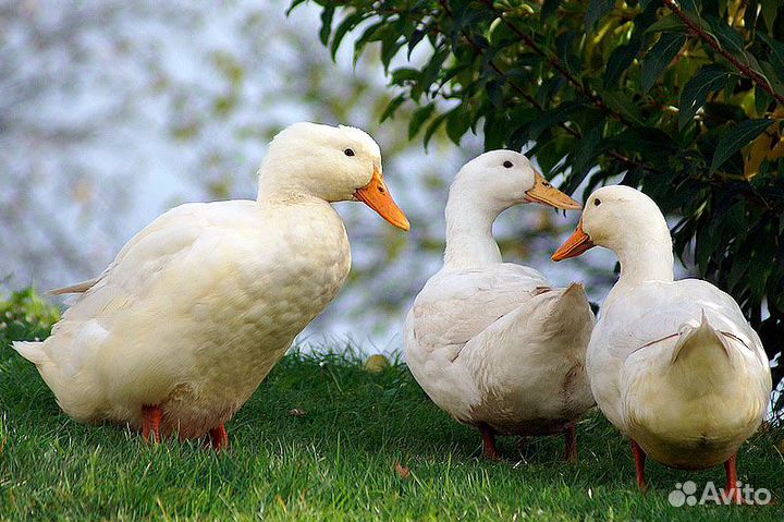 Утята бройлерные ст-5, Чилли Вилли