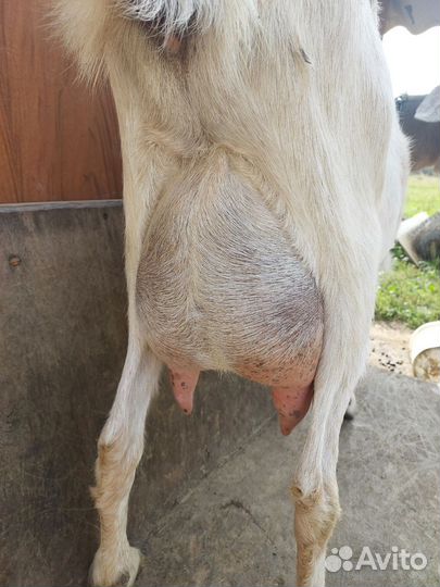 Коза дойная