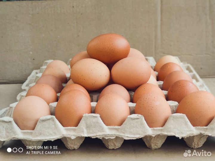 Домашние куриные яйца