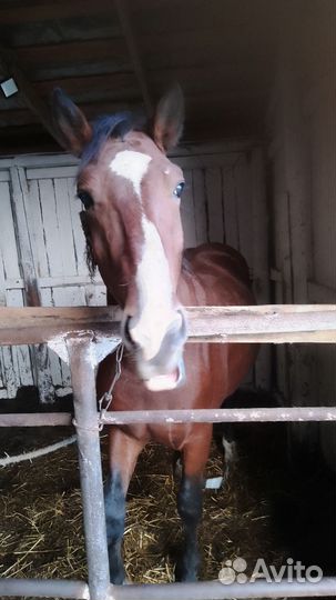 Лошадь жеребец