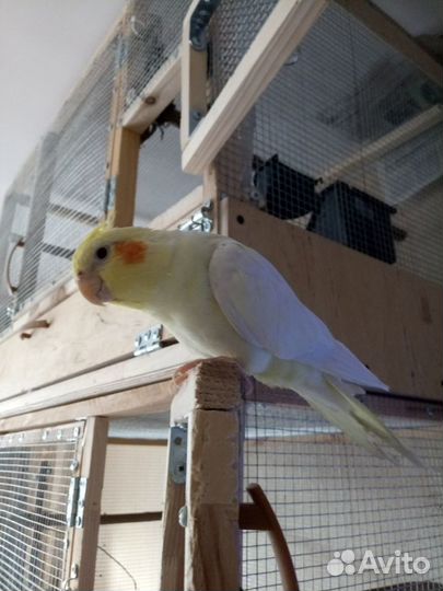 Попугай корелла