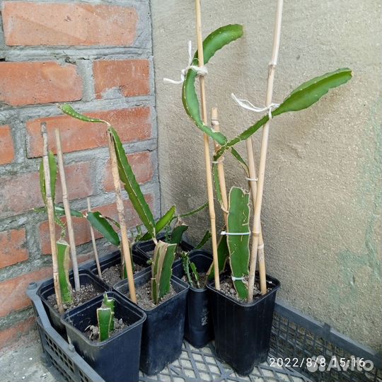 Драконов фрукт, питахайя