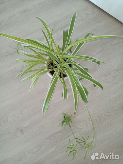 Хлорофитум