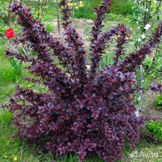 Декоративный барбарис