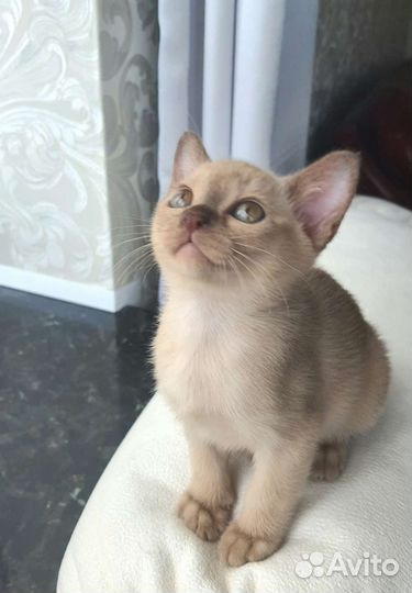 Бурма породистая Шампань. с Сильной родословной