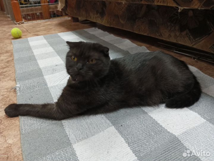 Шотландская вислоухая кошка бесплатно