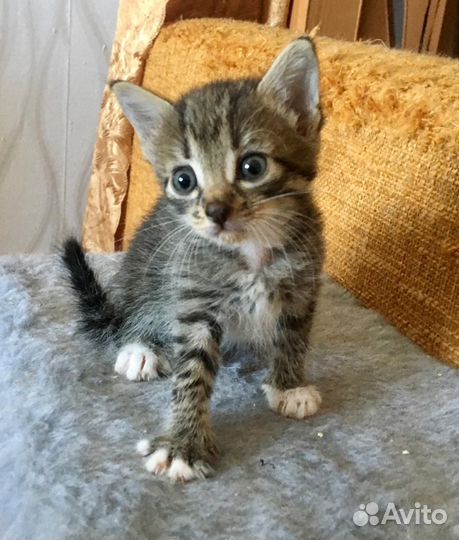 Котодети в добрые руки