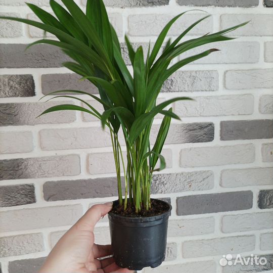 Пальма арека