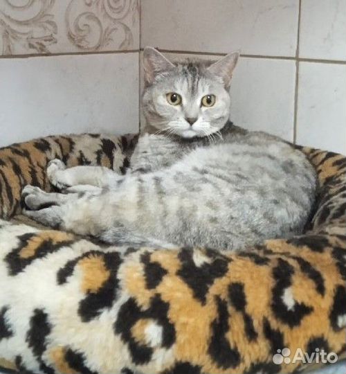 Котик Михалыч в добрые руки