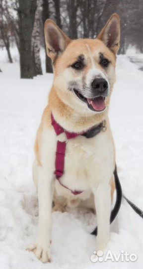 Спасите Макса