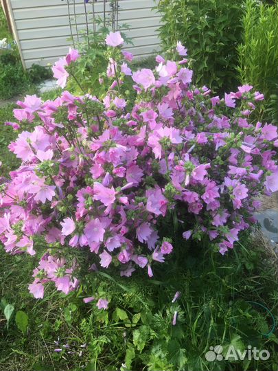 Сидальцея розовая