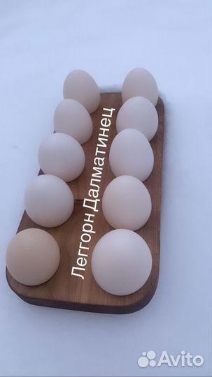 Инкубационное яйцо