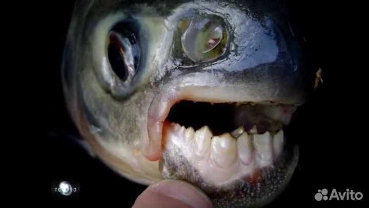 Живая рыба для пруда