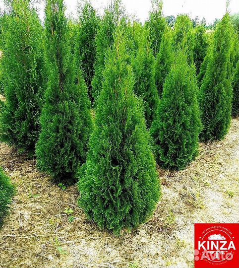 Туя смарагд 2 м