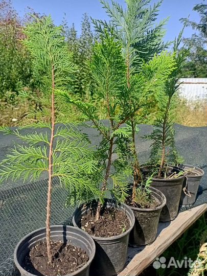 Можевельники и туи