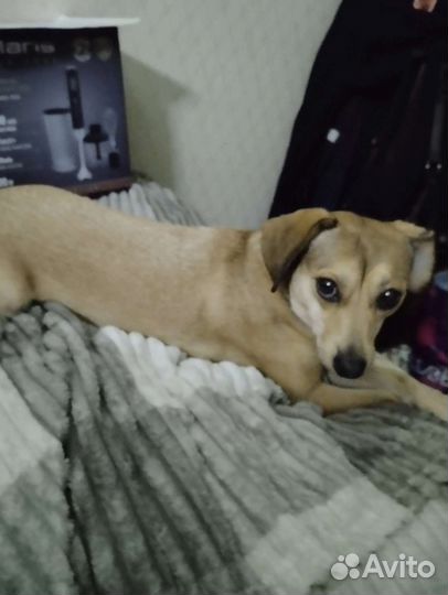 Передержка собак мелких пород