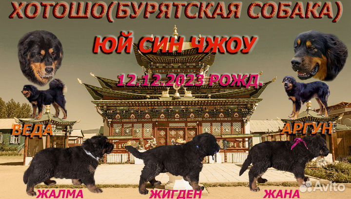 Щенки Хотошо (Бурятская собака) купить в Улан-Удэ | Животные и зоотовары |  Авито
