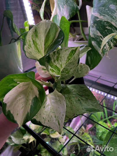 Эпипремнум хеппи лиф