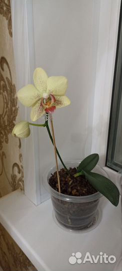 Орхидея