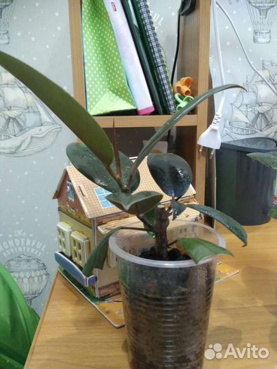 Фикус каучуконосный