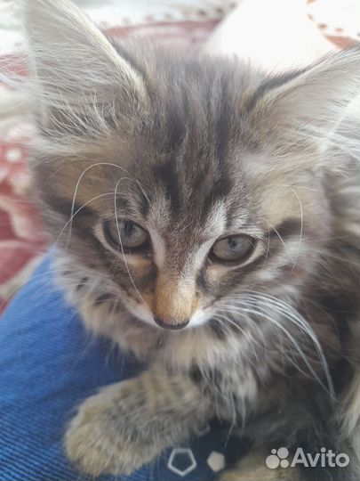 Котик бесплатно