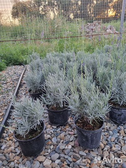 Лаванда зкс