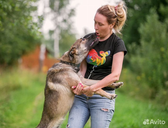 Молодой пес Тайсон