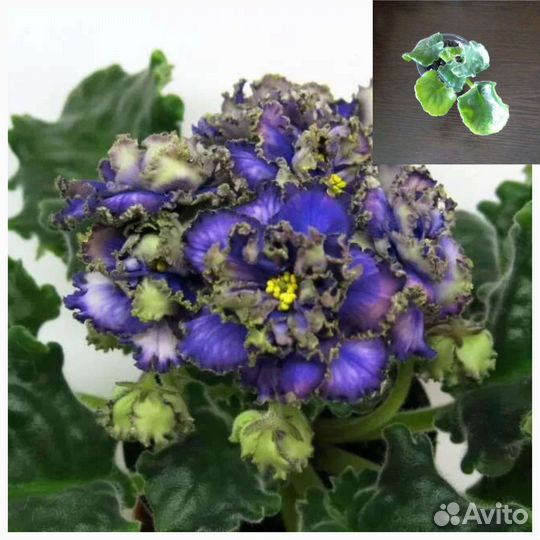 Фиалки(детки)