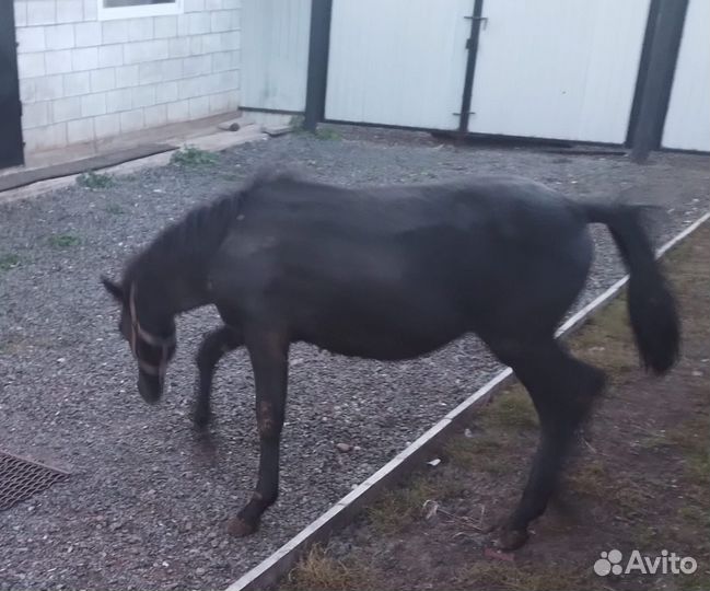 Лошадь жеребец