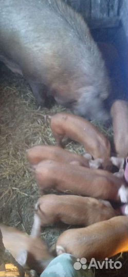 Поросята дюрок