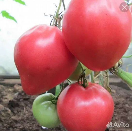 Томат Бычье Сердце-красное и розовое, рассада
