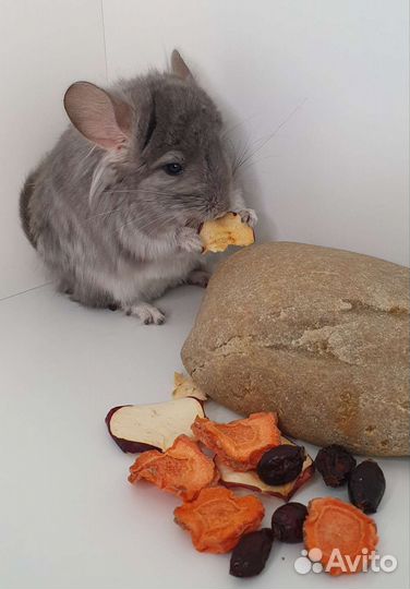 Фиолетовый ангорский шиншилленок мальчик 4 мес