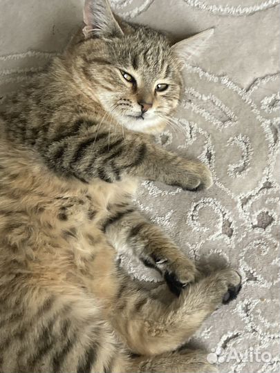 Потерялась кошка в семендере