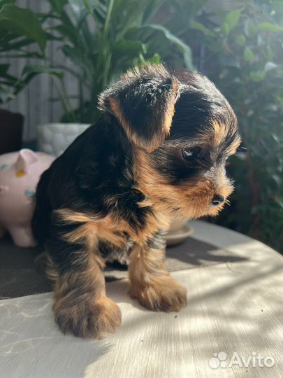 Йоркширский терьер